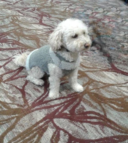 9 OLD POOCH