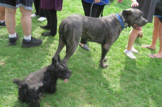 TOP DOGS: Ares & FERMO