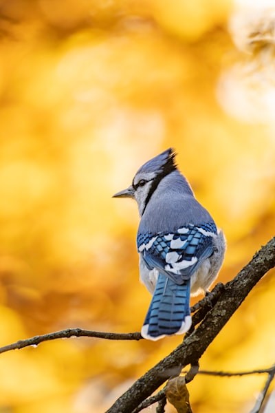 Blue jay bird