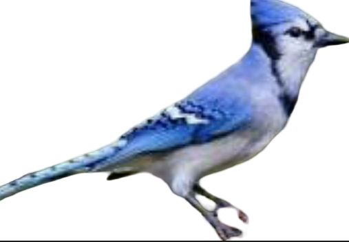 Blue jay bird